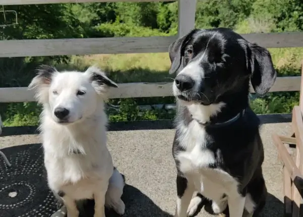nos deux chiens, cracotte et corben