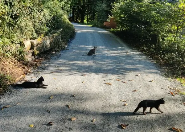 nos trois chats (Noku, Audi et Microbe)